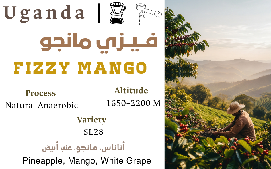 Fizzy Mango